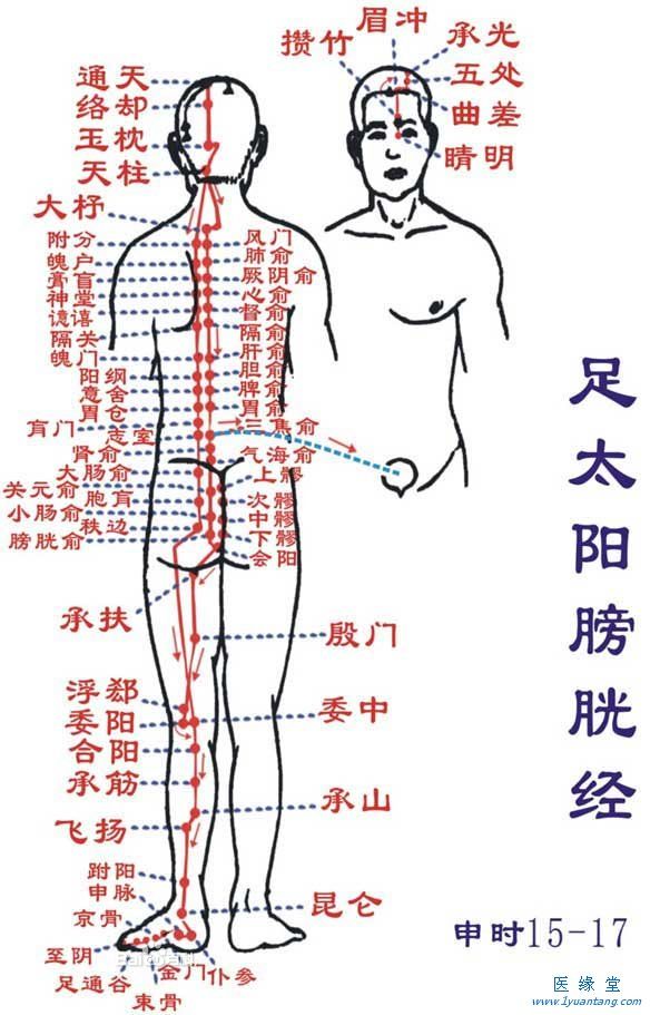 如何利用足太陽膀胱經“生命蜜桃网在线观看”提精神，增加健康指數